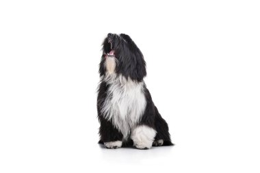 Studio shot of an adorable Tibetan Terrier sitting and barking on white background