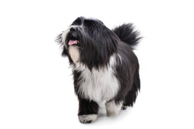 Studio shot of an adorable Tibetan Terrier walking on white background
