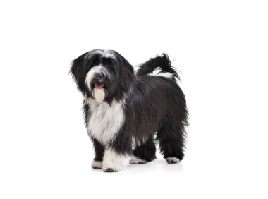 Studio shot of an adorable Tibetan Terrier looking satisfied