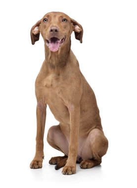 Studio shot of an adorable short haired mixed breed dog looking satisfied