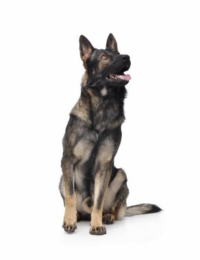 Studio shot of an adorable German Shepherd dog sitting and looking curiously