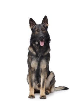 Studio shot of an adorable German Shepherd dog sitting and looking curiously at the camera