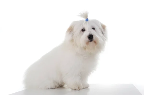Studio shot of an adorable Maltese with a cute ponytail — Zdjęcie stockowe