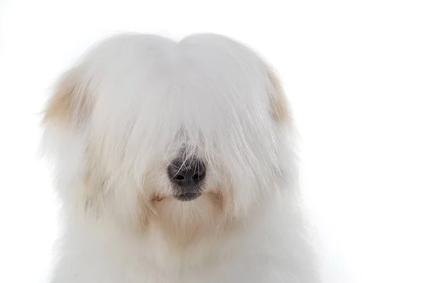 Retrato de um maltês adorável com engraçado, olhos cobrindo o cabelo — Fotografia de Stock