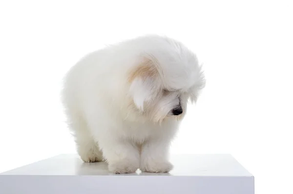 Studio shot of an adorable Maltese standing and looking down curiously — Zdjęcie stockowe
