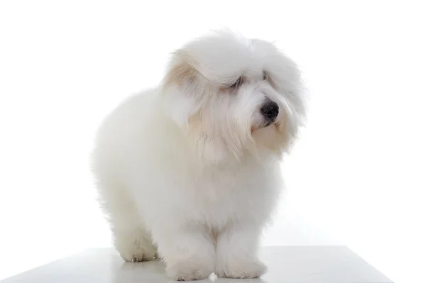 Un adorabile maltese in piedi e guardando curiosamente su sfondo bianco — Foto Stock