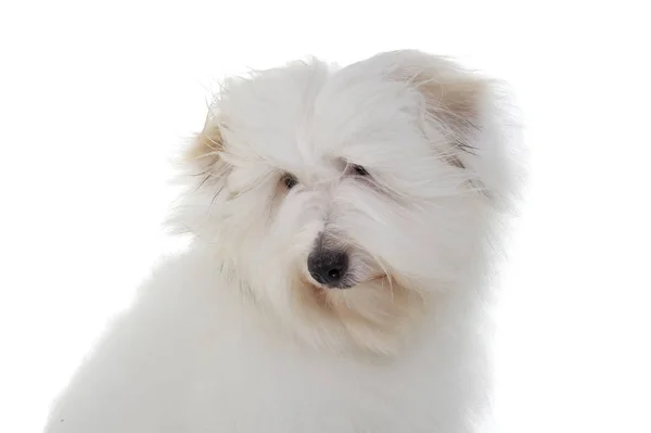 Portrait of an adorable Maltese looking curiously — стокове фото