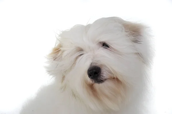 Portrait of an adorable Maltese looking curiously — Stockfoto