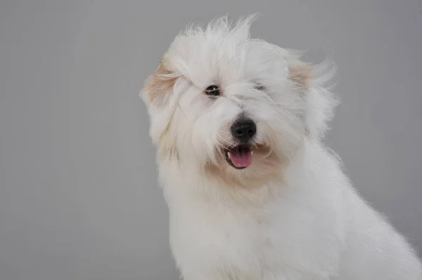 Portrait of an adorable Maltese looking curiously at the camera — стокове фото