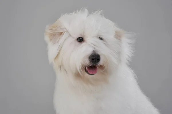 Portrait of an adorable Maltese looking curiously at the camera — Zdjęcie stockowe