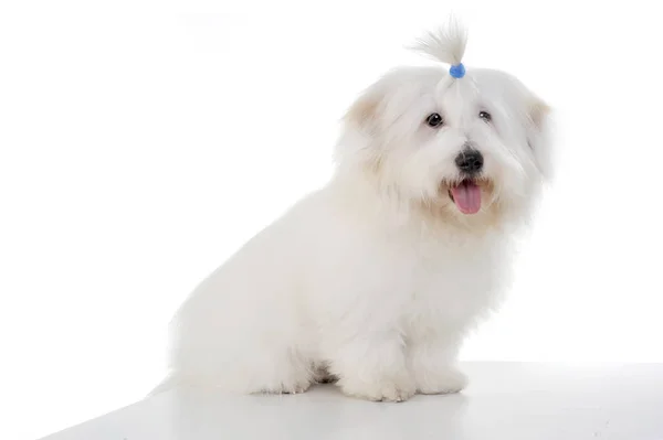 Un adorabile maltese seduto su sfondo bianco con divertente coda di cavallo — Foto Stock