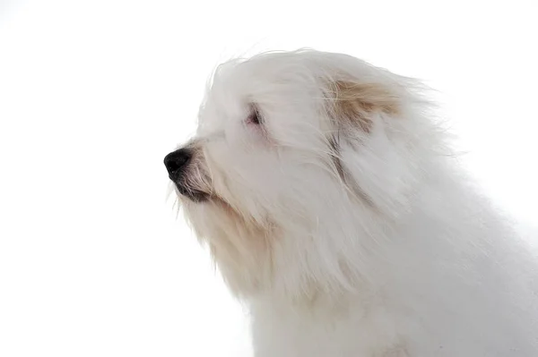 Retrato de un adorable maltés mirando curiosamente — Foto de Stock