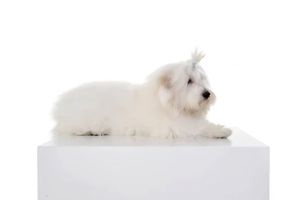 An adorable Maltese lying on white background with funny ponytail — Zdjęcie stockowe