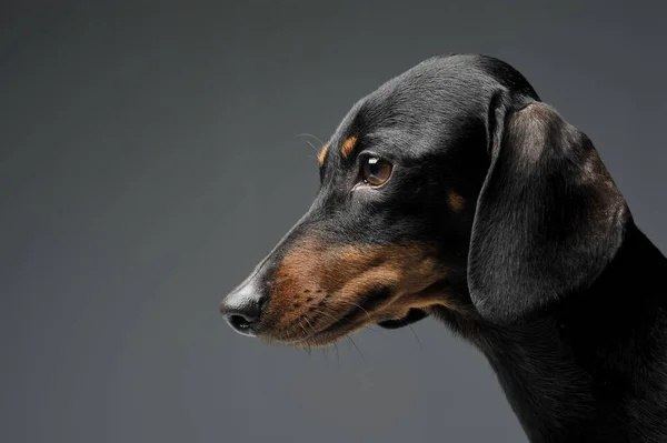 Portrait of an adorable black and tan short haired Dachshund — Stock fotografie