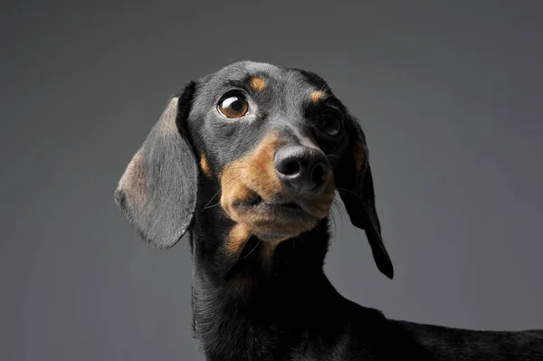 Sebuah hitam menggemaskan dan berambut pendek Dachshund tampak aneh — Stok Foto