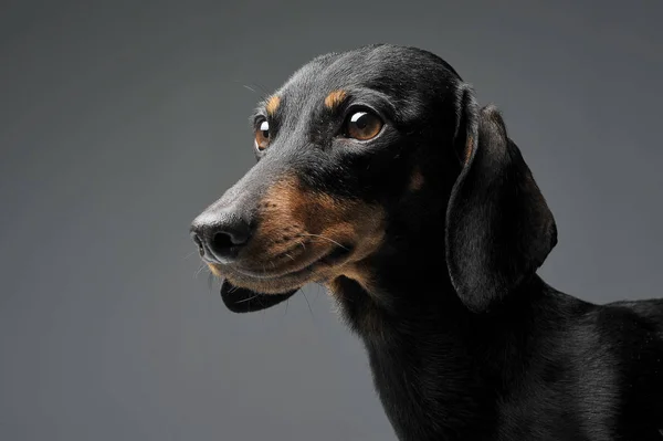 Portrait of an adorable black and tan short haired Dachshund — Zdjęcie stockowe