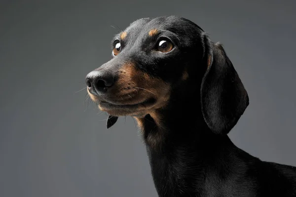 Siyah ve bronz tenli sevimli kısa saçlı bir Dachshund.