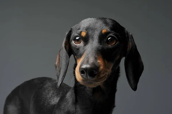 En sød sort og tan korthåret gravhund ser nysgerrigt på kameraet - Stock-foto