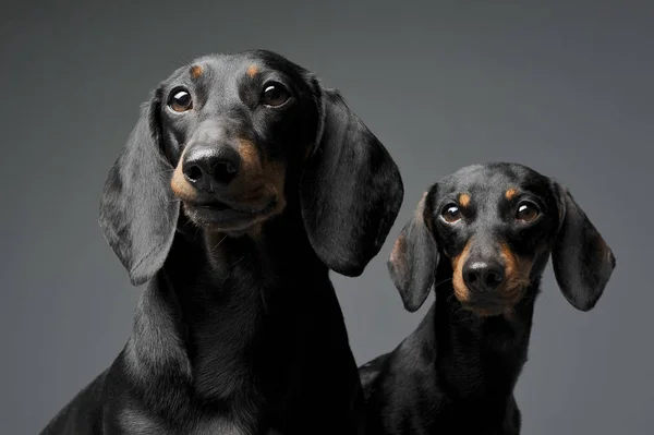 An Adorable Black And Tan Short Haired Dachshund Looking Curiously