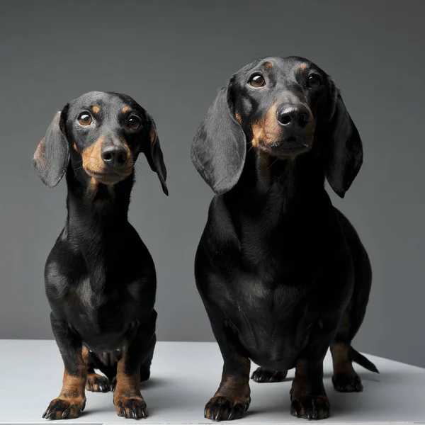 Dois adoráveis preto e bronzeado de cabelos curtos Dachshund olhando curiosamente para a câmera — Fotografia de Stock