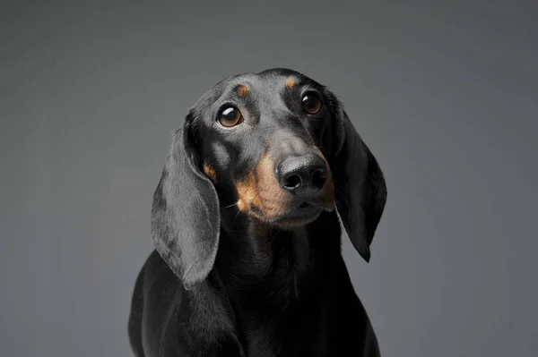 En sød sort og tan korthåret gravhund ser nysgerrigt på kameraet - Stock-foto