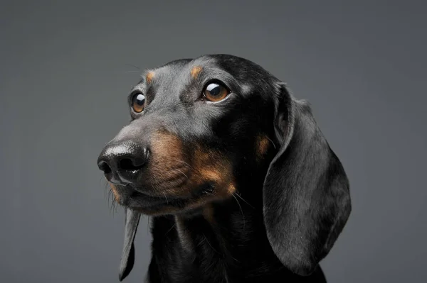 En yndig sort og tan korthåret gravhund ser nysgerrigt - Stock-foto