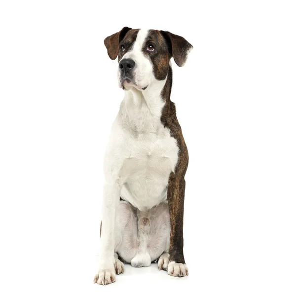 An adorable mixed breed dog sitting on white background — Stok fotoğraf
