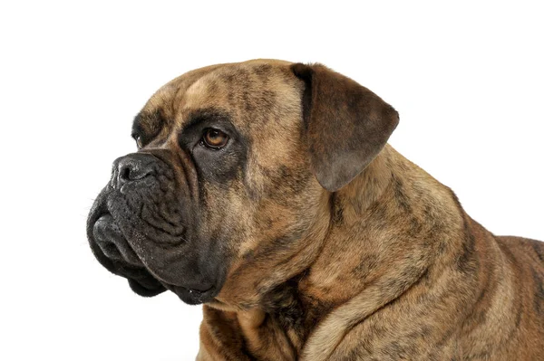 Retrato de um cão de raça mista adorável olhando a sério — Fotografia de Stock