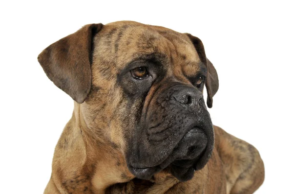 Retrato de um cão de raça mista adorável olhando a sério — Fotografia de Stock