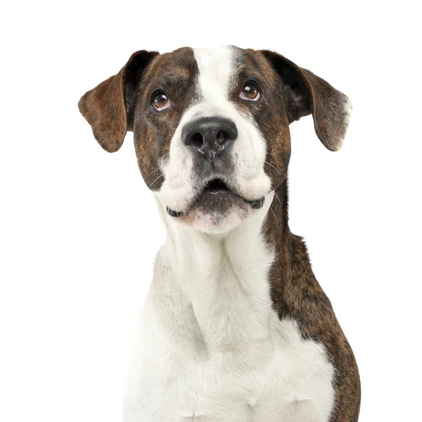 Portrait of an adorable mixed breed dog looking seriously at the camera — Stok fotoğraf