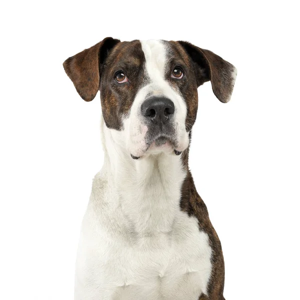 Ritratto di un adorabile cane di razza mista che guarda seriamente la fotocamera — Foto Stock