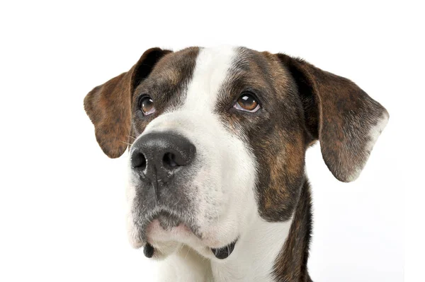 Portrait of an adorable mixed breed dog looking seriously — Stok fotoğraf