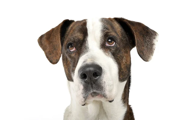 Retrato de um cão de raça mista adorável olhando seriamente para a câmera — Fotografia de Stock