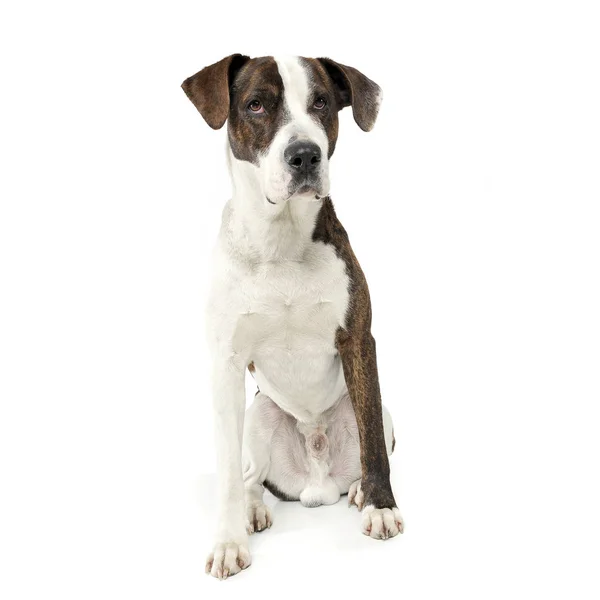 Un adorabile cane di razza mista seduto su sfondo bianco — Foto Stock