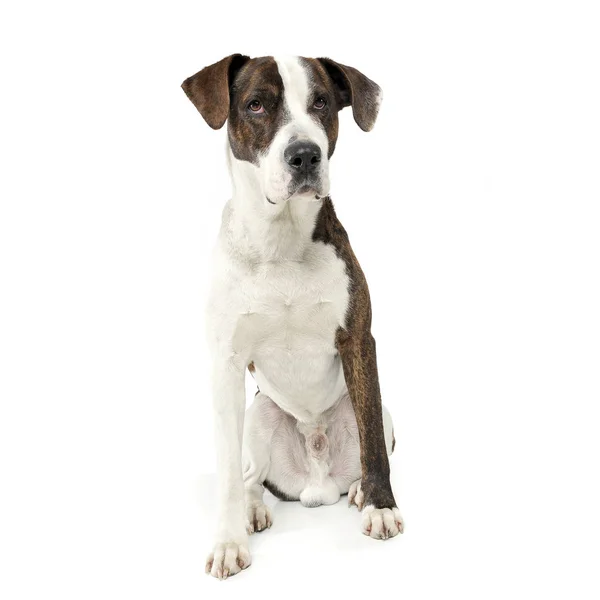 An adorable mixed breed dog sitting on white background — Stok fotoğraf