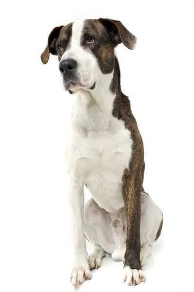 An adorable mixed breed dog sitting on white background — Stok fotoğraf