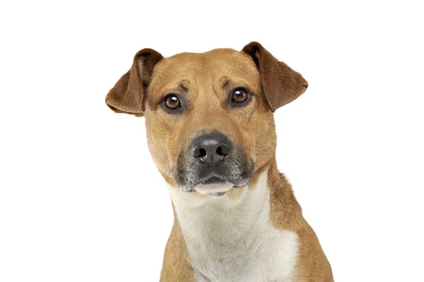 Retrato de um cão de raça mista adorável olhando seriamente para a câmera — Fotografia de Stock