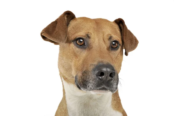 Çok sevimli bir melez köpeğin portresi. — Stok fotoğraf