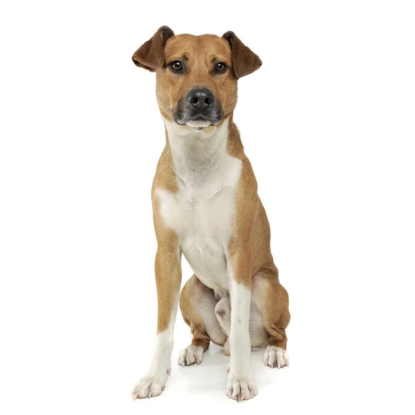 An adorable mixed breed dog sitting on white background — Zdjęcie stockowe