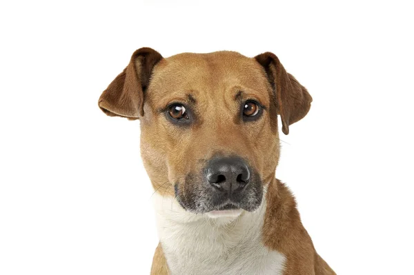 Retrato de um cão de raça mista adorável olhando seriamente para a câmera — Fotografia de Stock