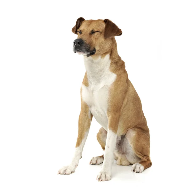 Чарівна змішана порода собака сидить із закритими очима — стокове фото