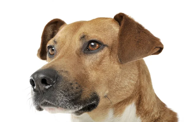 Portrét rozkošného smíšeného psa, který zvědavě vypadá — Stock fotografie