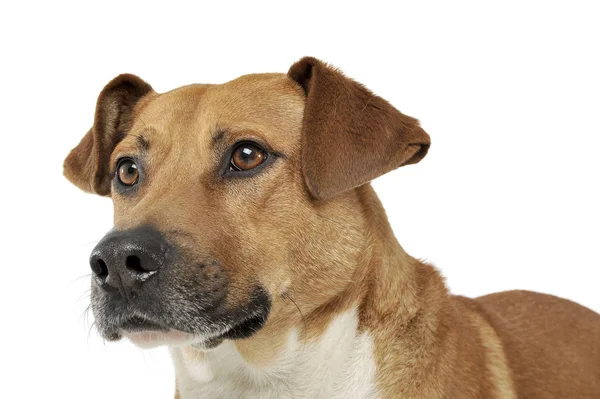 Retrato de um cão de raça mista adorável olhando curiosamente — Fotografia de Stock