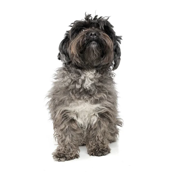 An adorable mixed breed dog sitting on white background — Stock Fotó