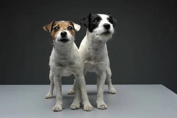 Two adorable Parson Russell Terrier looking curiously at the camera — стокове фото