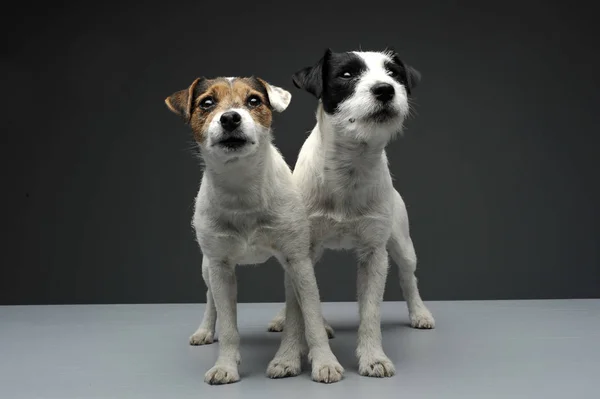 Two adorable Parson Russell Terrier looking curiously at the camera — стокове фото