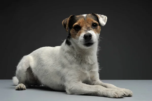 Un adorable párroco Russell Terrier yaciendo sobre un fondo gris — Foto de Stock