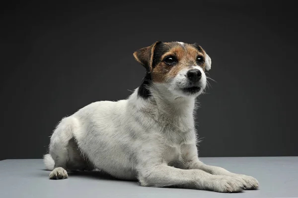 Un adorable párroco Russell Terrier yaciendo sobre un fondo gris — Foto de Stock