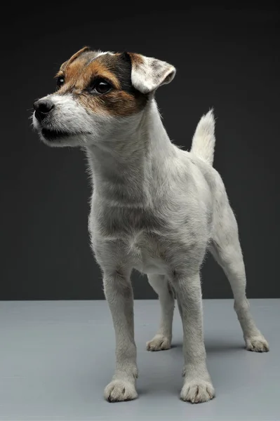 An adorable Parson Russell Terrier standing on grey background — Stok fotoğraf