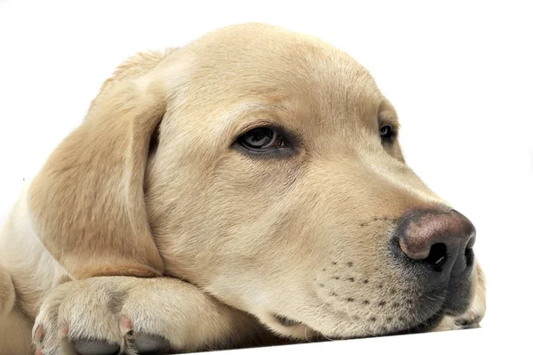 Retrato de um filhote de cachorro adorável Labrador Retriever olhar triste — Fotografia de Stock